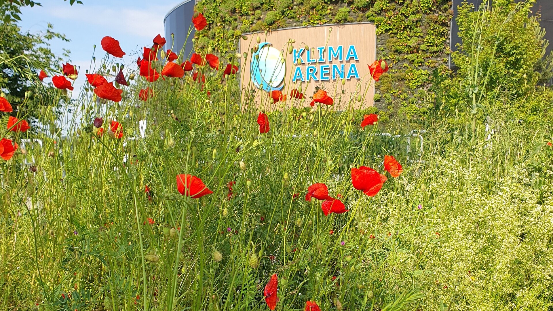 Eine Aussenansicht der Klima Arena mit bl&uuml;hendem Klatschmohn